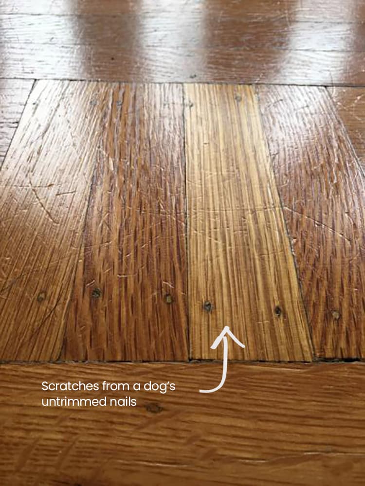 How to Repair Wood Floor Damaged by Dog Urine: A Step-by-Step Guide