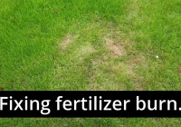 How to Repair Burnt Lawn: A Step-by-Step Guide