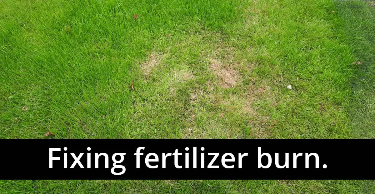 How to Repair Burnt Lawn: A Step-by-Step Guide