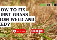 How to Repair Scorched Grass: Bringing Your Lawn Back to Life