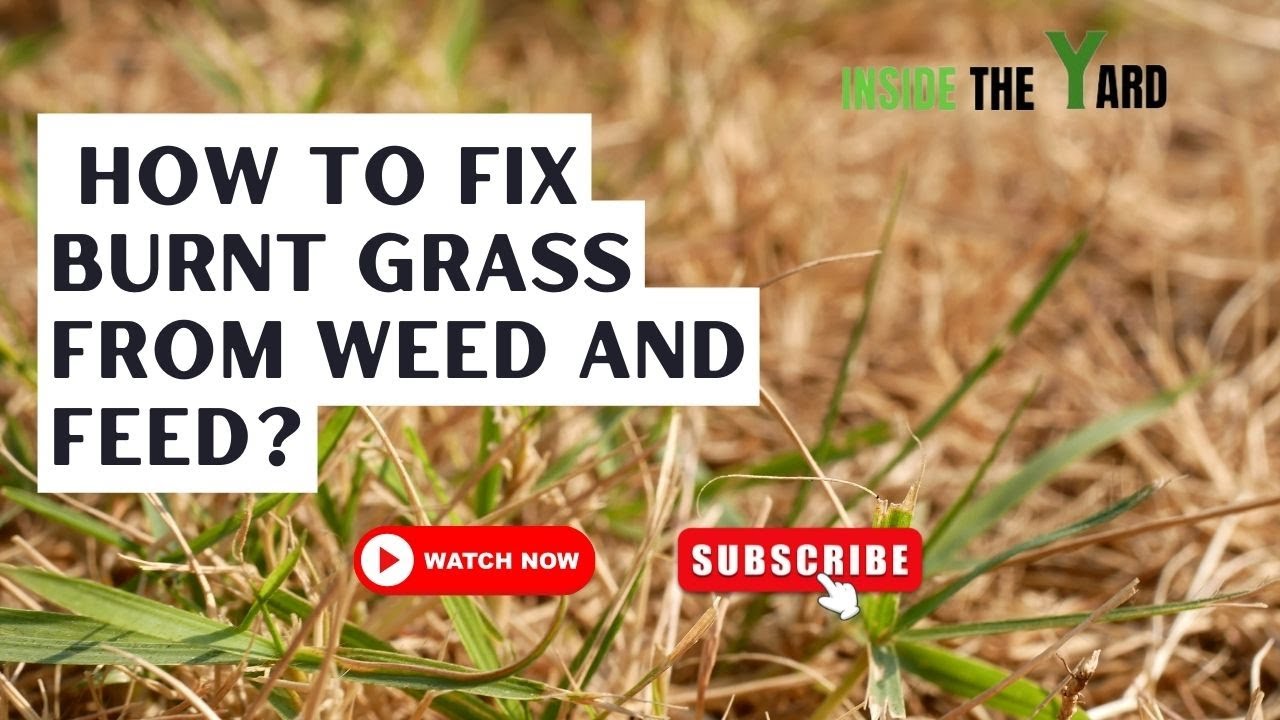 How to Repair Scorched Grass: Bringing Your Lawn Back to Life